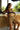 PUTRI Shorts